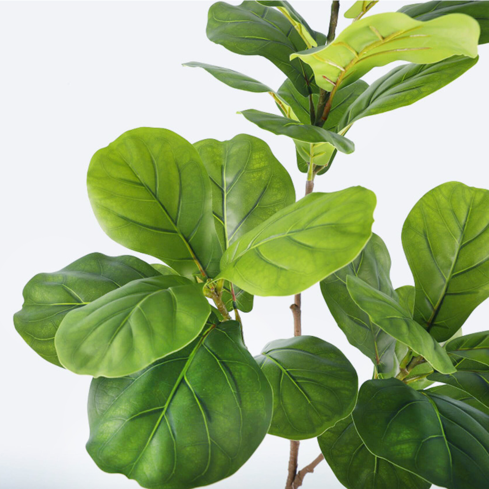45-135cm  Artificial Fiddle Le - Ficus Lyrata Tree ulasan dan harga